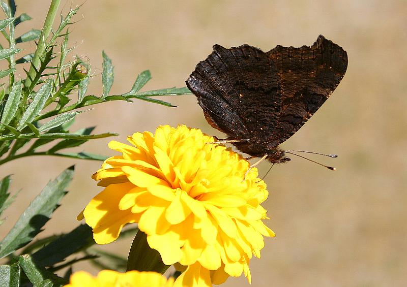 2009-08-04, Schmetterlinge (5).JPG